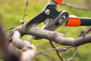 content pruning doctors